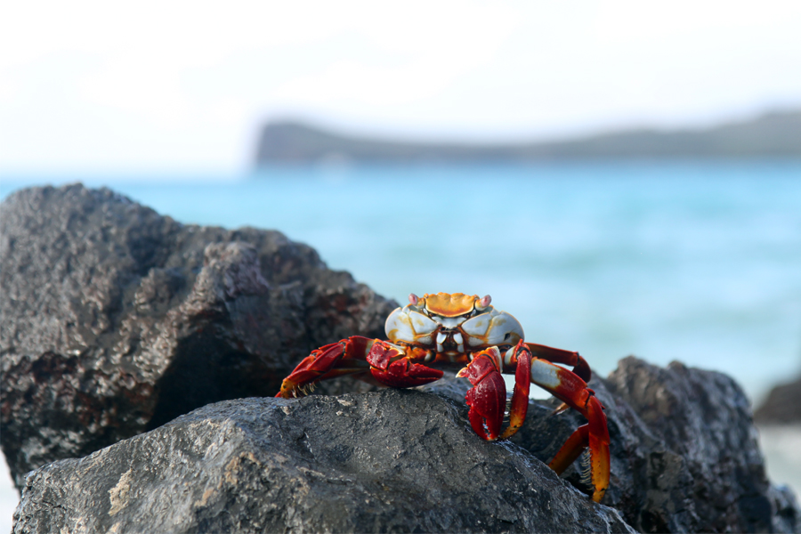 Galapagos Islands - Journal and Photos