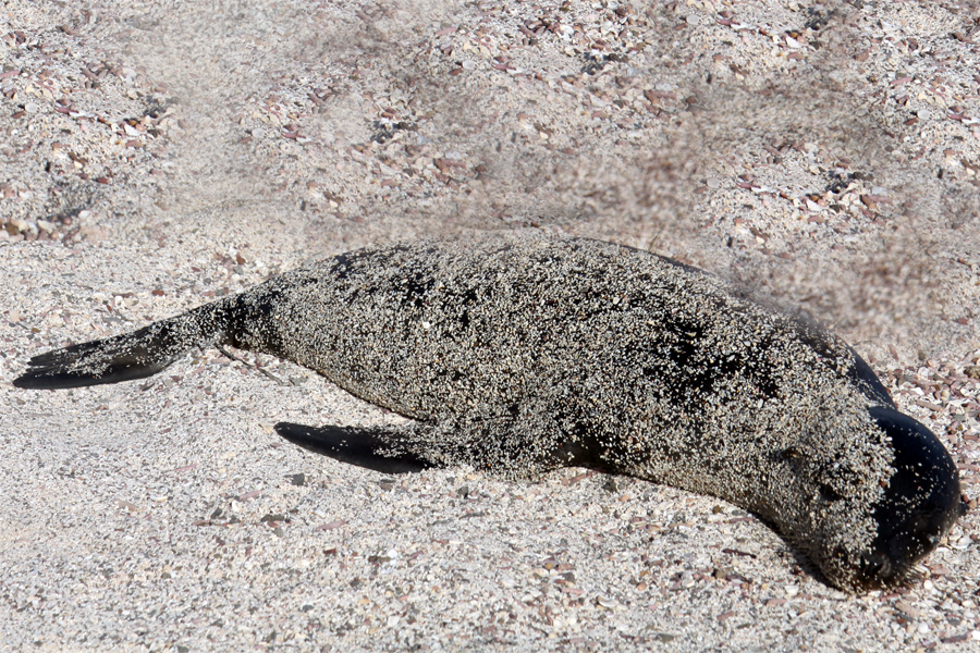 Galapagos Islands - Journal and Photos