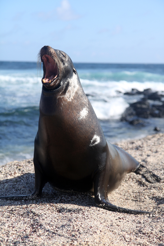 Galapagos Islands - Journal and Photos