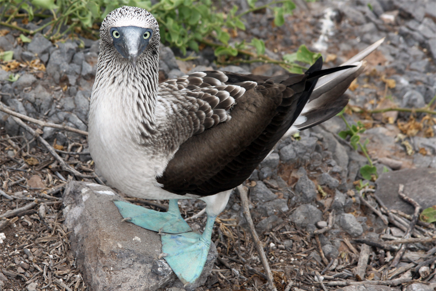 Galapagos Islands - Journal and Photos