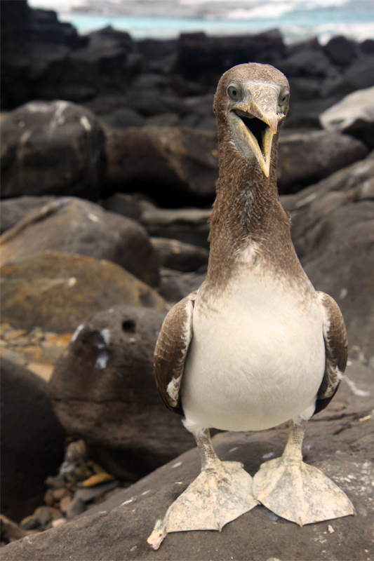 Galapagos Islands - Journal and Photos