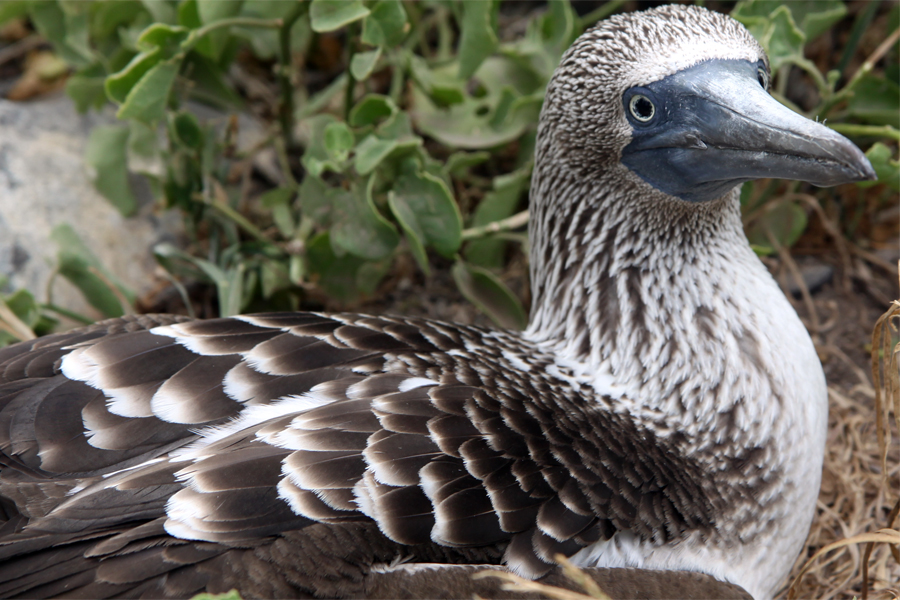 Galapagos Islands - Journal and Photos