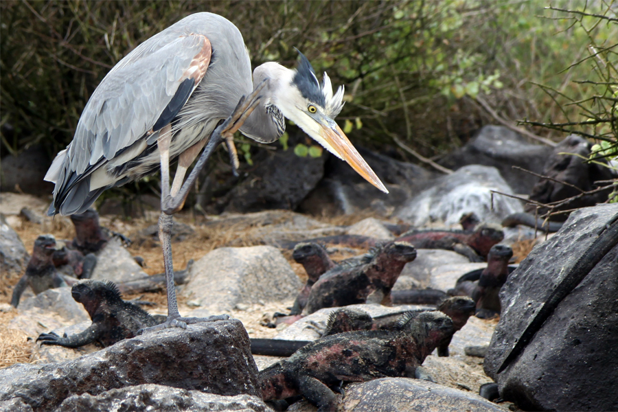 Galapagos Islands - Journal and Photos
