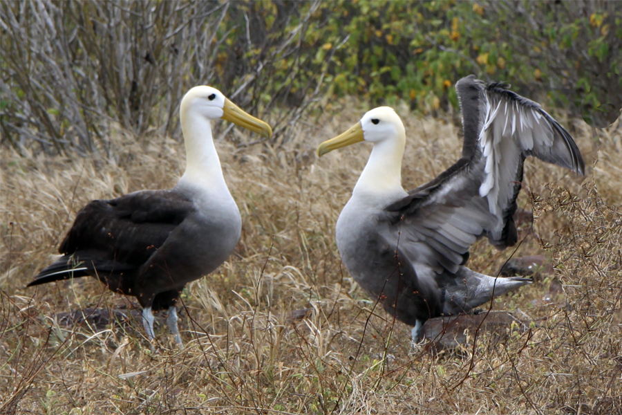 Galapagos Islands - Journal and Photos