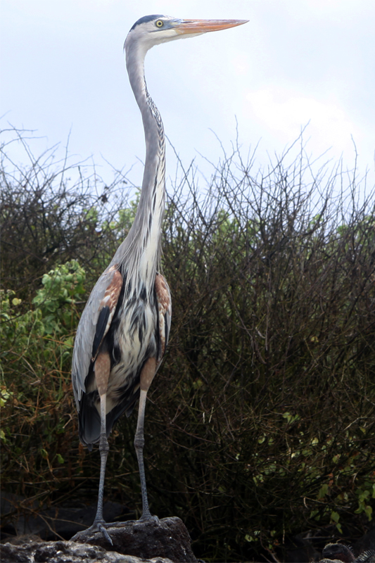 Galapagos Islands - Journal and Photos