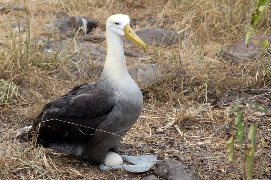 Galapagos Islands - Journal and Photos