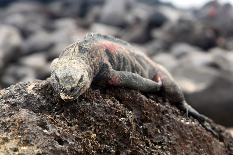 Galapagos Islands - Journal and Photos