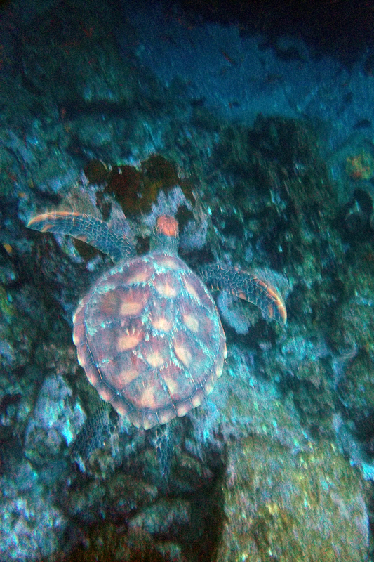 Galapagos Islands - Journal and Photos