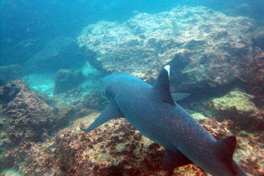 Galapagos Islands - Journal and Photos