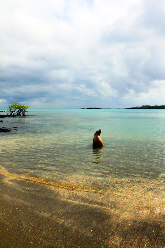 Galapagos Islands - Journal and Photos