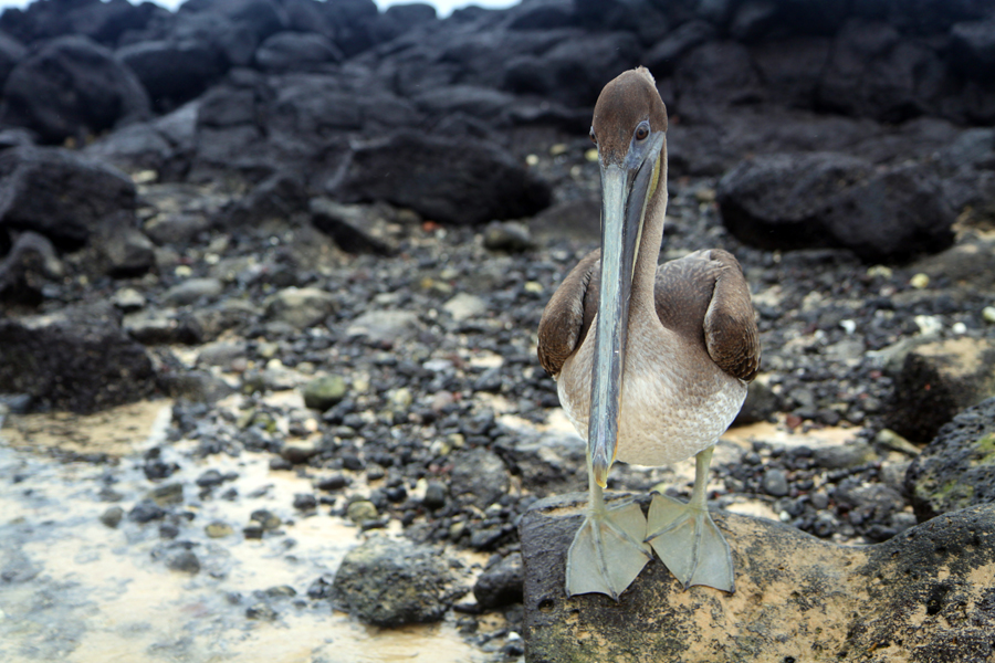 Galapagos Islands - Journal and Photos
