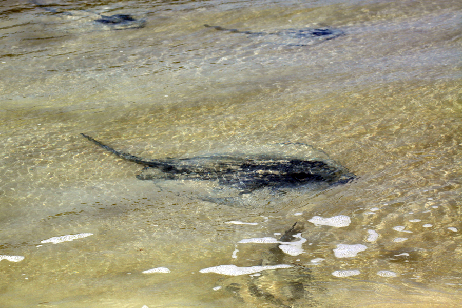 Galapagos Islands - Journal and Photos