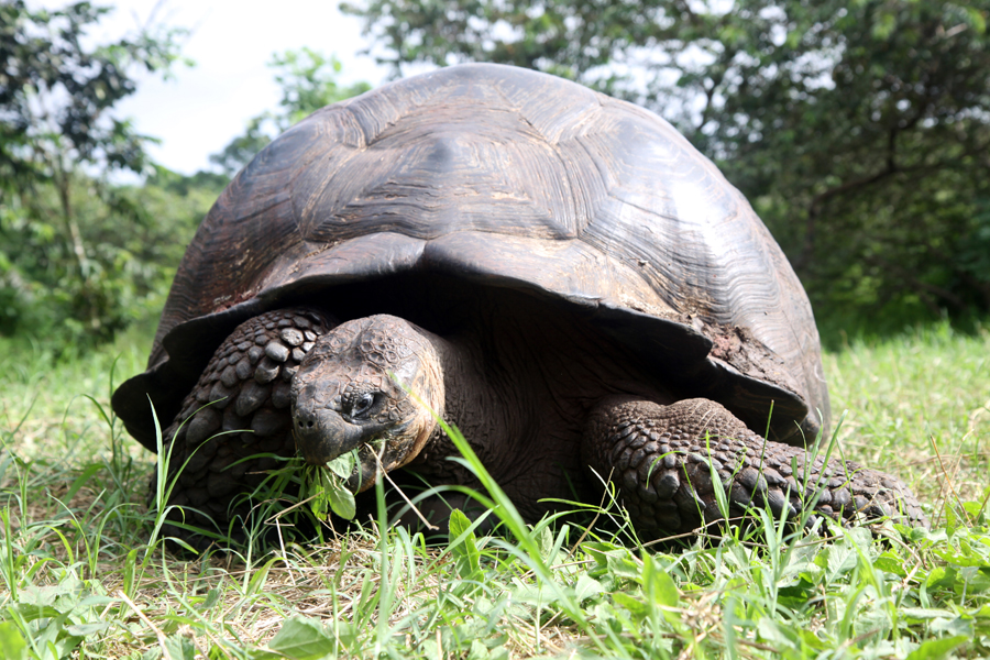 Galapagos Islands - Journal and Photos