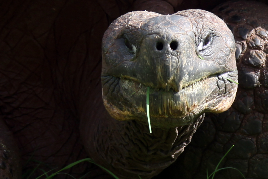 Galapagos Islands - Journal and Photos