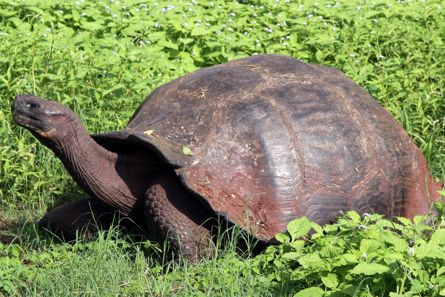 Galapagos Islands - Journal and Photos