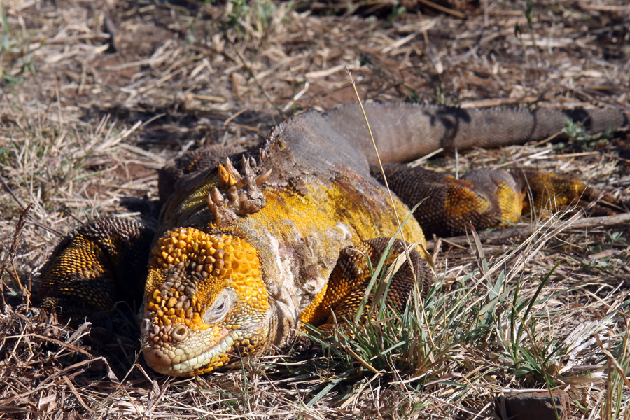 Galapagos Islands - Journal and Photos