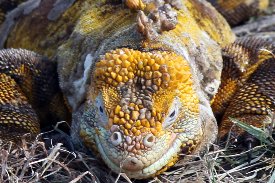 Galapagos Islands - Journal and Photos