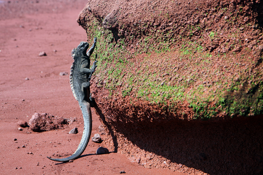 Galapagos Islands - Journal and Photos