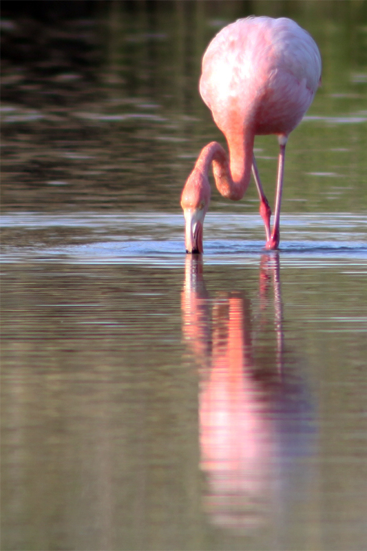 Galapagos Islands - Journal and Photos