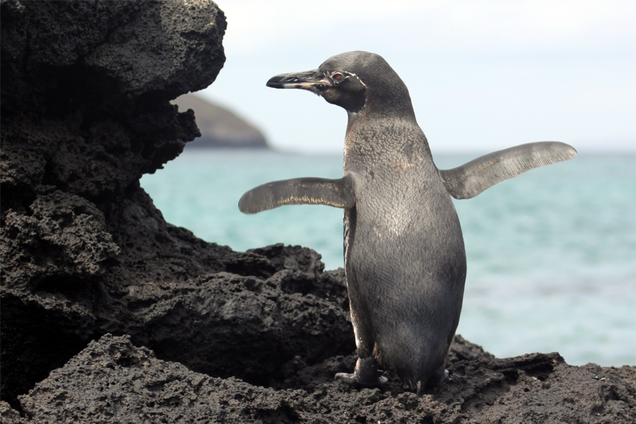 Galapagos Islands - Journal and Photos