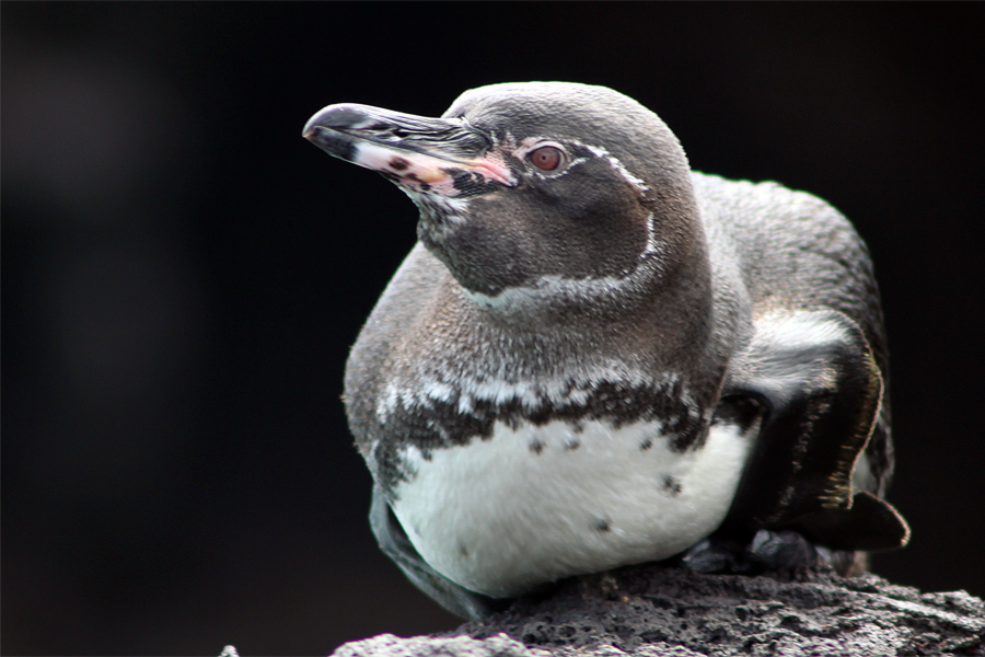 Galapagos Islands - Journal and Photos