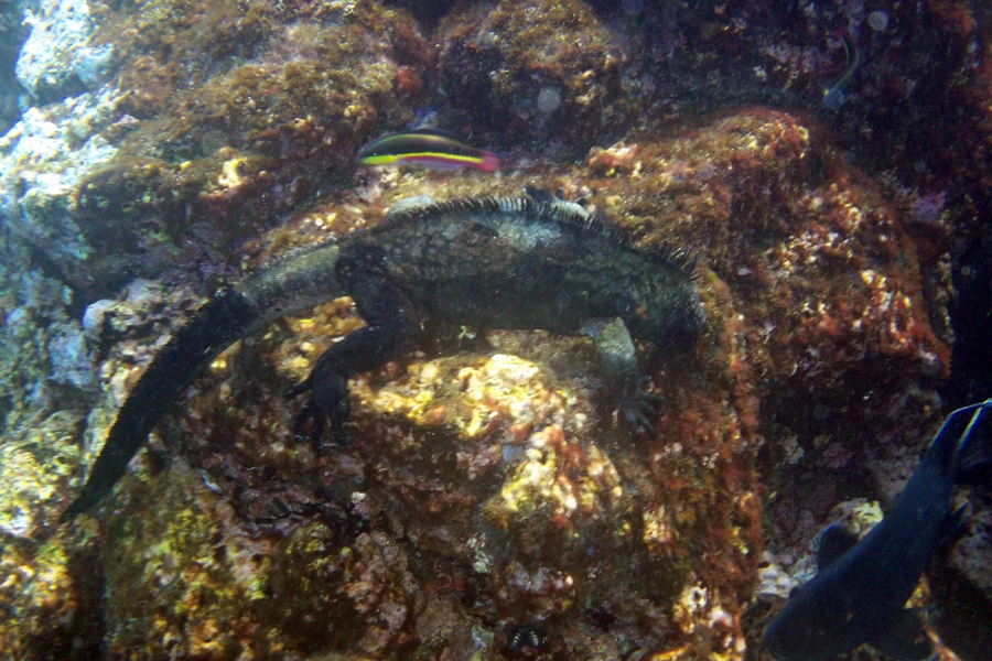 Galapagos Islands - Journal and Photos