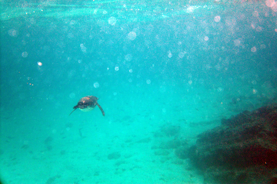 Galapagos Islands - Journal and Photos