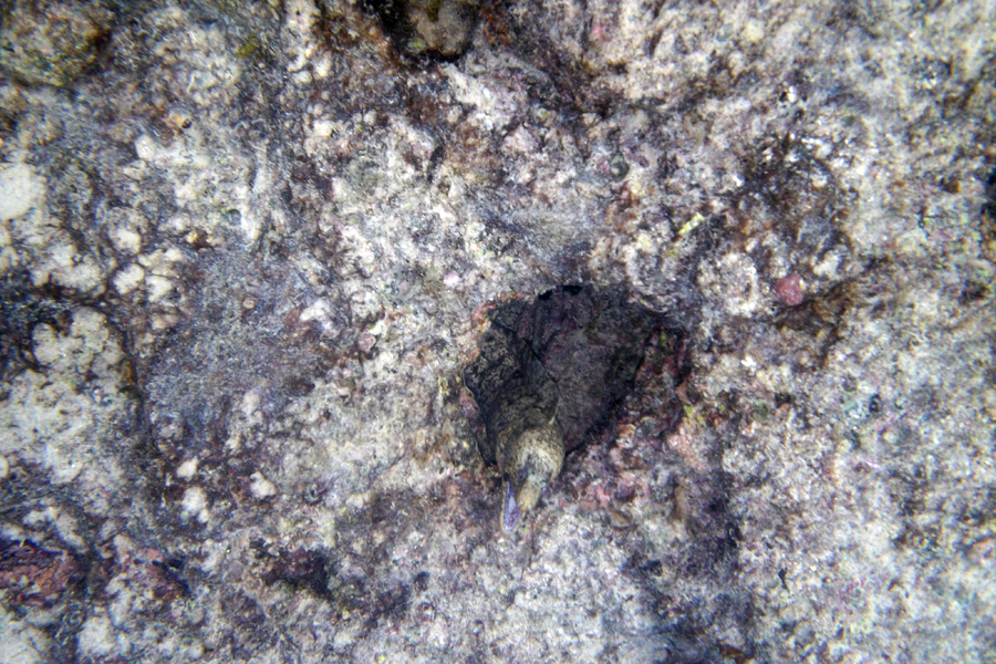 Galapagos Islands - Journal and Photos