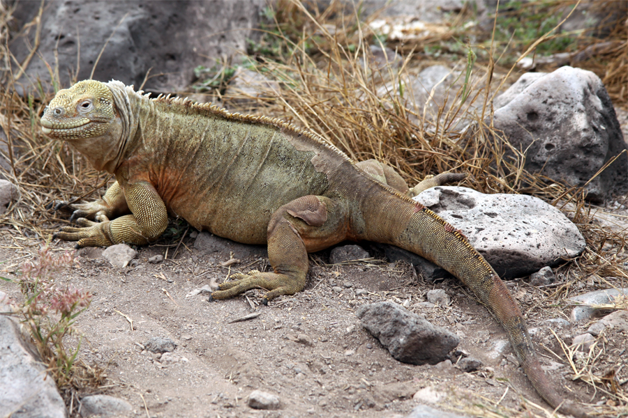 Galapagos Islands - Journal and Photos