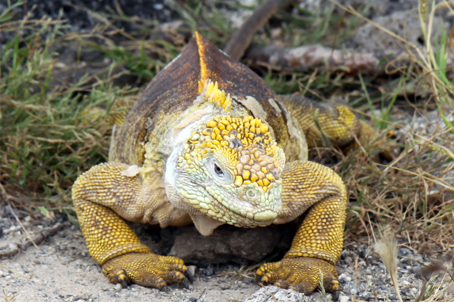 Galapagos Islands - Journal and Photos
