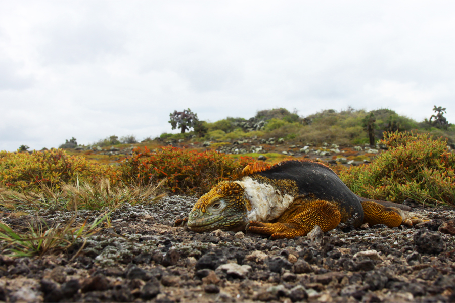 Galapagos Islands - Journal and Photos