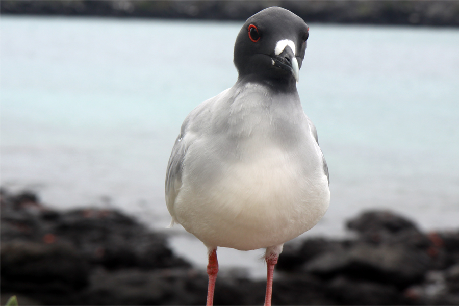 Galapagos Islands - Journal and Photos