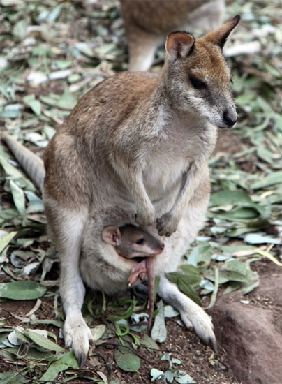 Australia - Journal and Photos