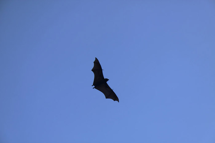 Australia - Journal and Photos