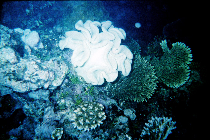 Australia - Journal and Photos