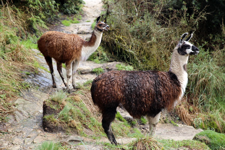 Peru - Journal and Photos
