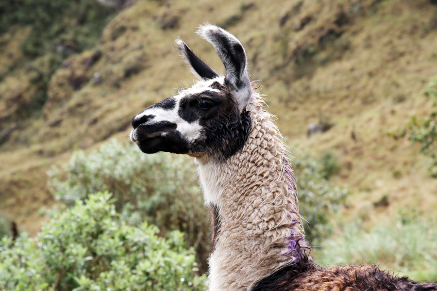 Peru - Journal and Photos